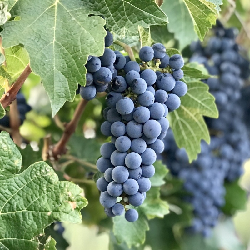Giống nho Cabernet Sauvignon