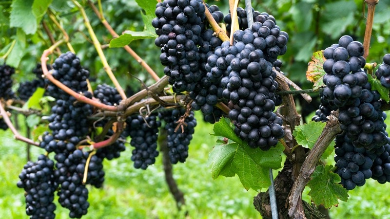 Giống nho Syrah
