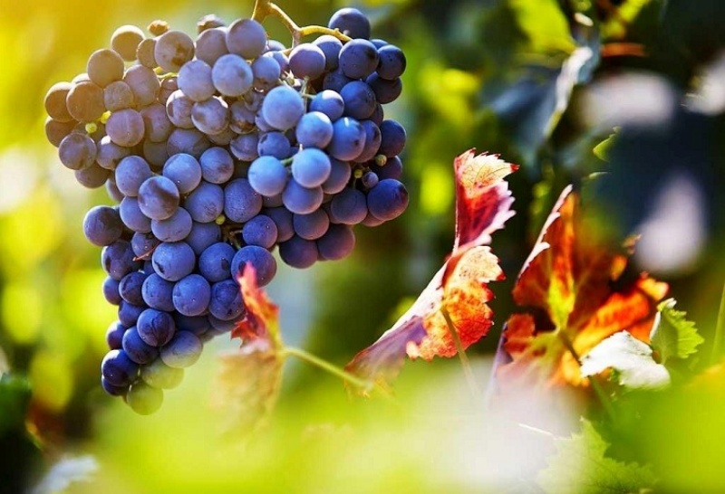 Giống nho Pinot Noir