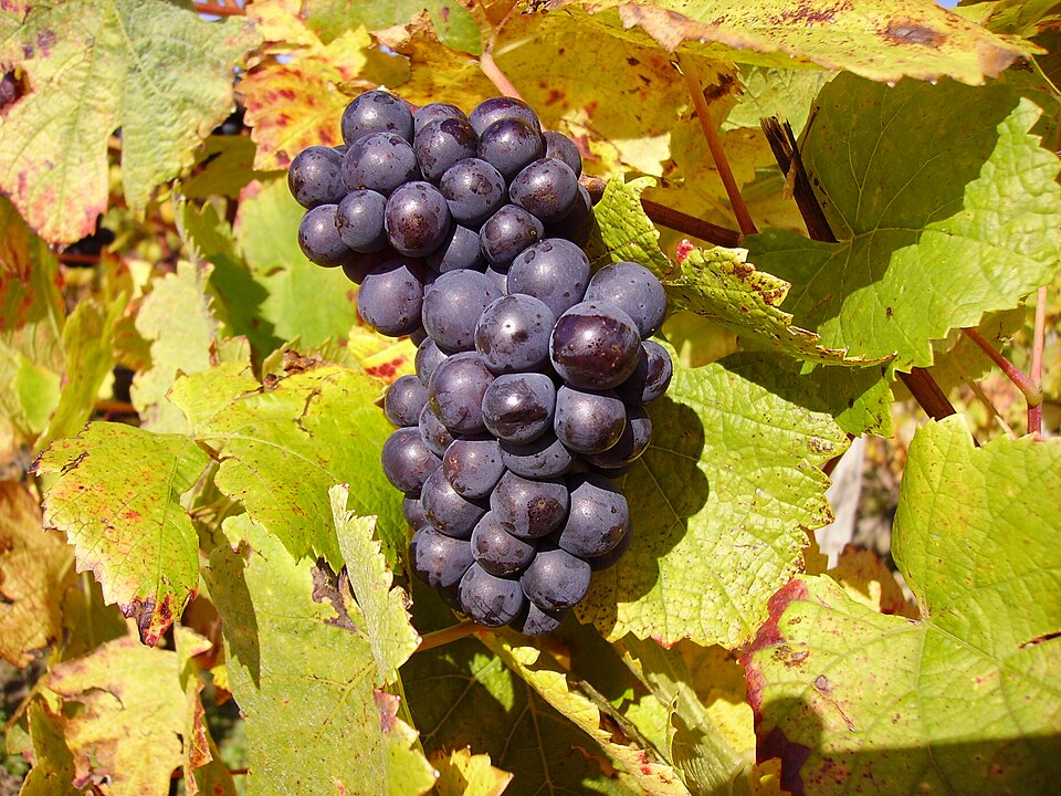 Pinot Noir